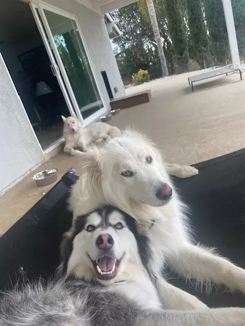 a guy and his dog on a square hole mesh daybed