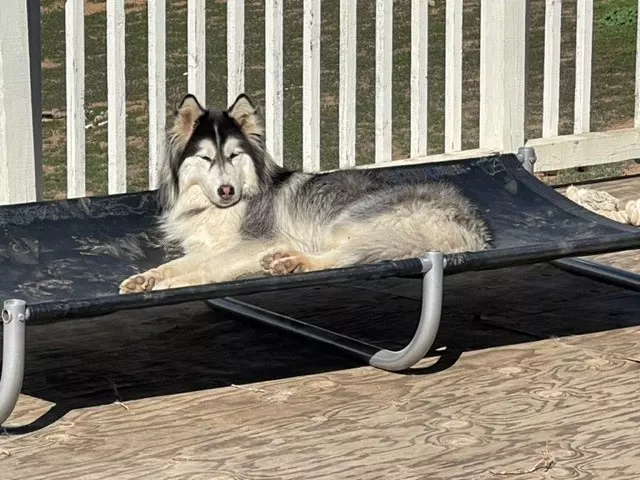 dog laying on dog bed