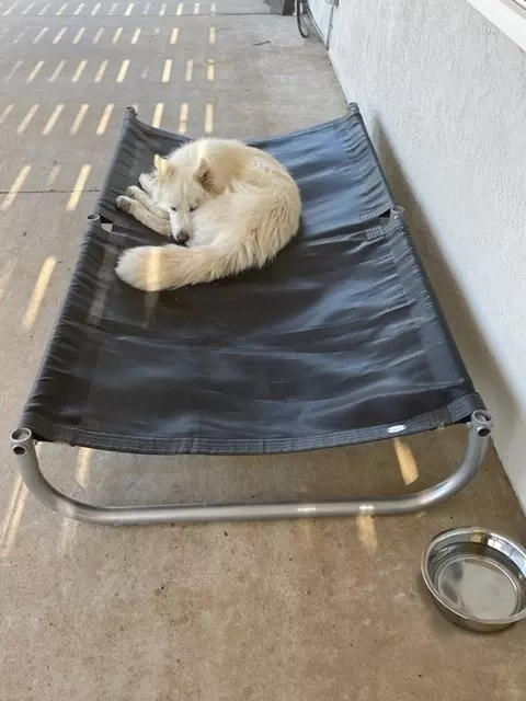 another dog laying on dog bed