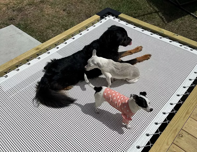 3 dogs on a outdoor daybed with Square Hole Mesh