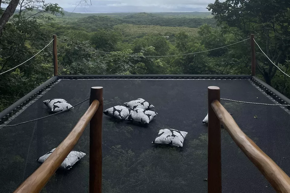 Tree canopy net in frame